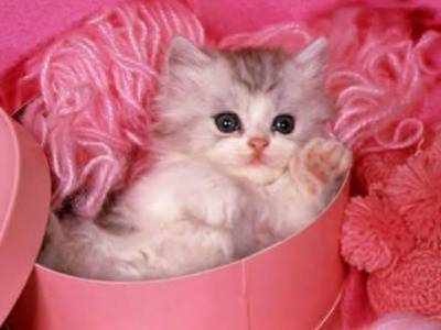 c just pour hasna...